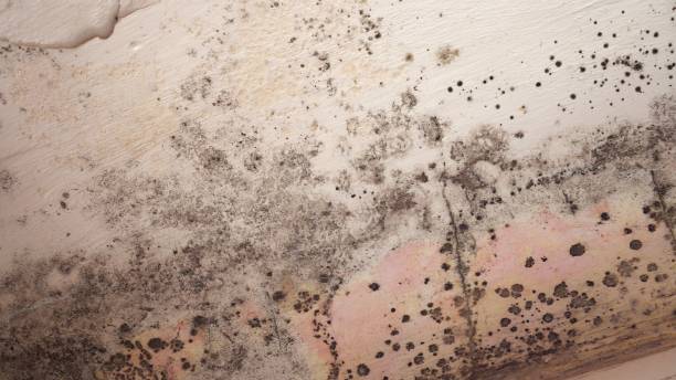 Mold Odor Removal Services in Crab Orchard, WV